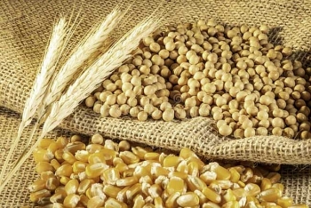 Brazil: ANEC tăng dự báo xuất khẩu đậu tương trong tháng 6