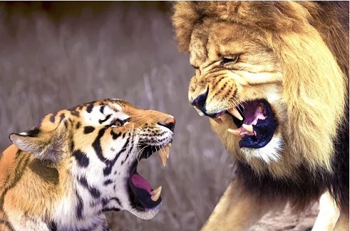 Hổ với sư tử, loài nào là chúa tể?