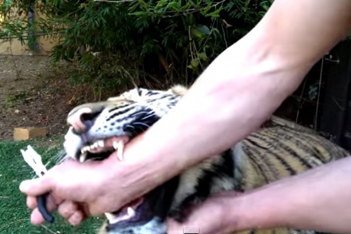 [VIDEO] Hãi hùng màn nhổ răng sâu cho hổ
