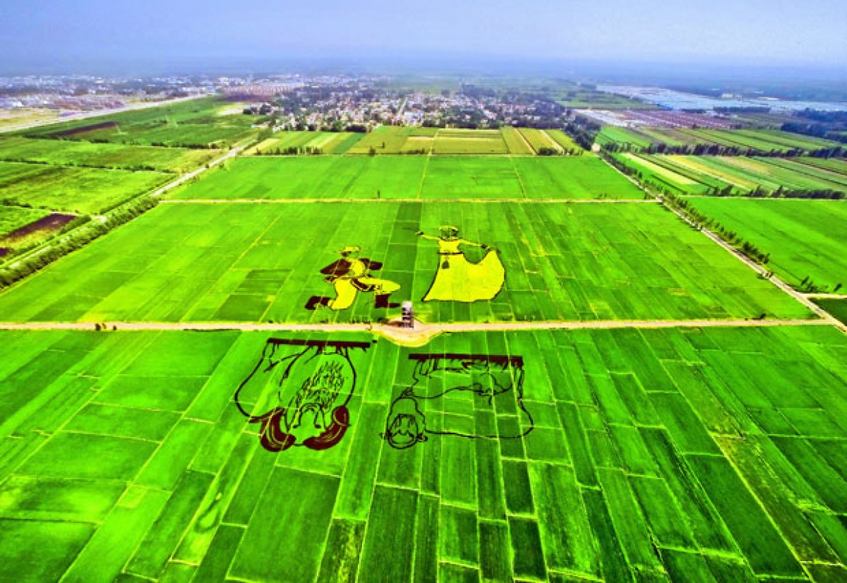 Nghệ thuật kết hợp những cây lúa non màu tím và vàng trên cánh đồng lúa đã hình thành những bức tranh màu sắc và cuốn hút tại khu vực Tích Bá (Qapqal), tây bắc khu tự trị Tân Cương, Trung Quốc. Trong ảnh: Một bức tranh lúa trên cánh đồng tại Tích Bá ngày 20/7. THX-TTXVN