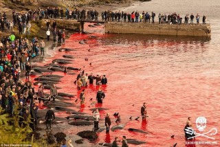 [VIDEO] Hàng trăm con cá voi bị thảm sát đẫm máu ở Đan Mạch