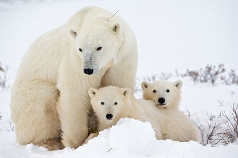Gấu Bắc Cực có thể là chìa khóa giải mã căn bệnh béo phì