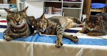 Ba chú mèo mù và câu chuyện cảm động đến vạn trái tim