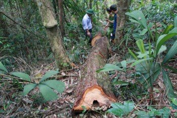 Vụ phá rừng pơ mu: Hé lộ những tình tiết lạ