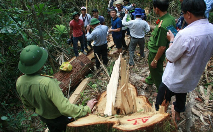 Thành lập tổ công tác đặc biệt điều tra vụ phá rừng pơ mu