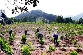 TKV tăng cường hoàn nguyên môi trường