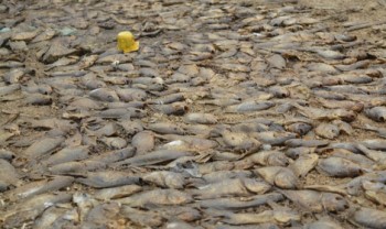 [Chùm ảnh] 10 tấn cá chết nằm xếp lớp ở hồ thủy lợi