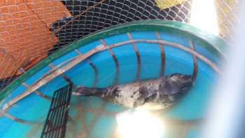 Hải cẩu nặng gần 50 kg dạt vào bờ biển Quảng Nam