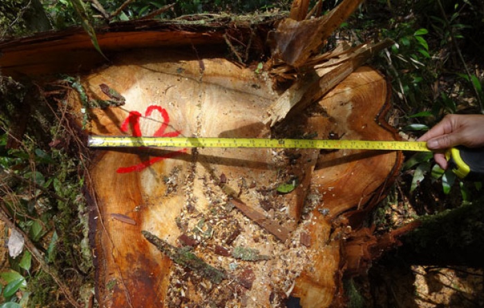 Ngày 25/8, công bố kết quả điều tra vụ phá rừng pơ mu