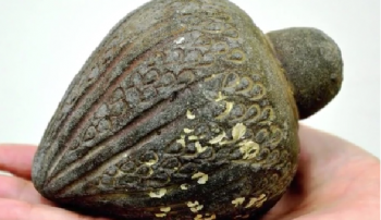 Israel tìm lại được quả lựu đạn lạ thường 700 năm tuổi