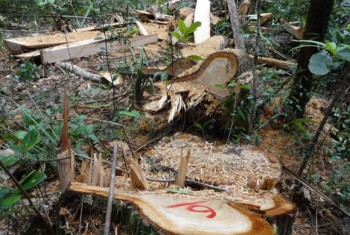 Vụ phá rừng pơ mu: Thêm 5 đối tượng ra đầu thú