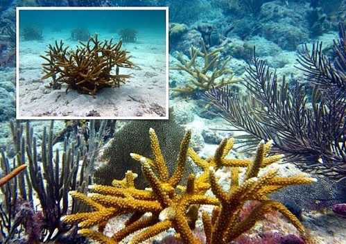 Lợi ích từ dự án trồng san hô ở Caribe