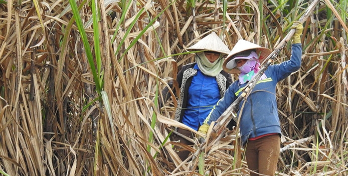 Sữa kêu thiếu - Đường nói đủ: Vì đâu nên nỗi?