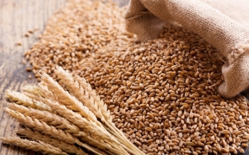 Tiến độ thu hoạch vụ xuân được đẩy nhanh ở Mỹ tạo sức ép lên giá lúa mì