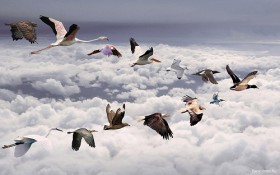 Tại sao một số loài chim lại bay theo đàn hình chữ V?