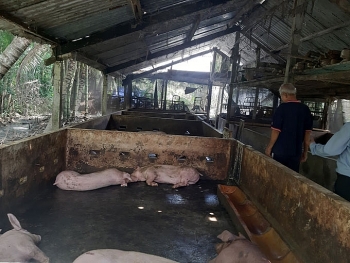 Tiền Giang: Thiệt hại gần 30% tổng đàn lợn do dịch tả châu Phi