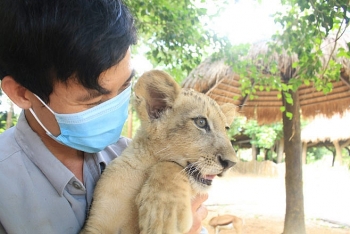 24 giờ của “bố hổ”, “mẹ sư tử” ngoài đời tại Vinpearl Safari