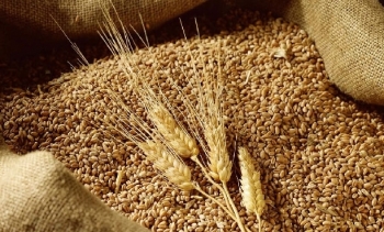 Giá lúa mì bật tăng mạnh trong phiên 14/9