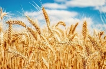 Giá lúa mì khó giảm sâu trong những phiên tới
