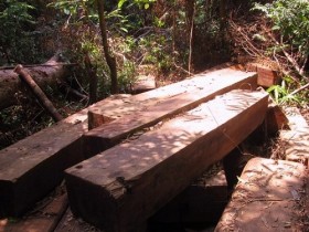 Lâm tặc giấu hơn 60 phách gỗ quý trong rừng