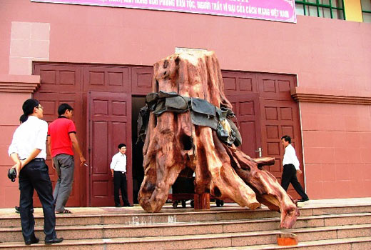 Quảng Bình: Trưng bày gốc gỗ “sưa” tiền tỷ tại Bảo tàng tổng hợp Quảng Bình