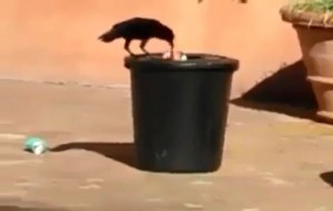 [VIDEO] Chú quạ tha rác bỏ vào thùng khiến nhiều người ngỡ ngàng