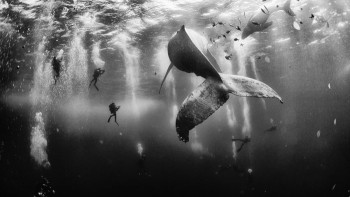 [Chùm ảnh] Cá voi lưng gù - Bức ảnh ấn tượng nhất năm 2015