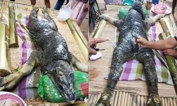 [VIDEO] Cận cảnh quái vật 'thân trâu đầu cá sấu' ở Thái Lan