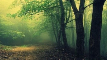 [Chùm ảnh] Những khu rừng ma ám rùng rợn nhất thế giới