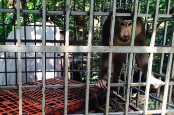 Vì sao khỉ tấn công du khách ở Đà Nẵng?
