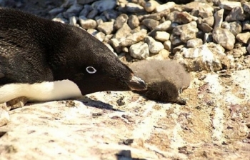 Biển Nam Cực sẽ không còn… chim cánh cụt?