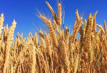 Lúa mì có thể tiếp tục đà tăng nhờ diễn biến của thị trường chung