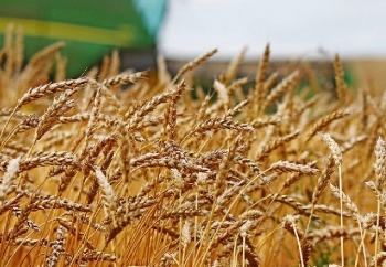 Giá lúa mì sẽ khó tăng mạnh bất chấp dự đoán tồn kho giảm xuống