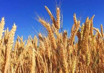 Giá lúa mì có thể được hỗ trợ bởi số liệu bán hàng trong báo cáo Export Sales