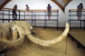 Bí ẩn nghĩa địa của loài voi