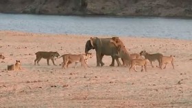 [VIDEO] Chú voi con kiên cường chống lại 14 con sư tử