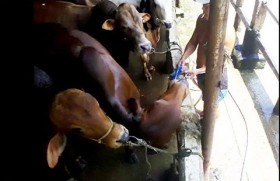 [VIDEO] Kinh hoàng bơm nước bẩn vào trâu bò để gian lận