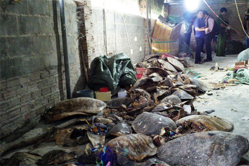 Khánh Hòa: Đột kích xưởng thu mua, chế tác rùa biển