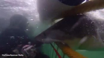 [VIDEO] Cá mập lao vào tấn công cặp vợ chồng mới cưới
