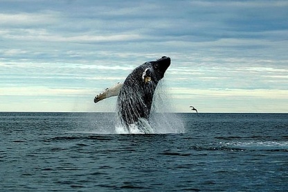 Cá voi ở vùng biển phía đông nước Mỹ suy giảm nghiêm trọng