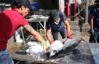 Lao đao vì sản lượng cá ngừ đại dương èo uột, mất mùa kéo dài