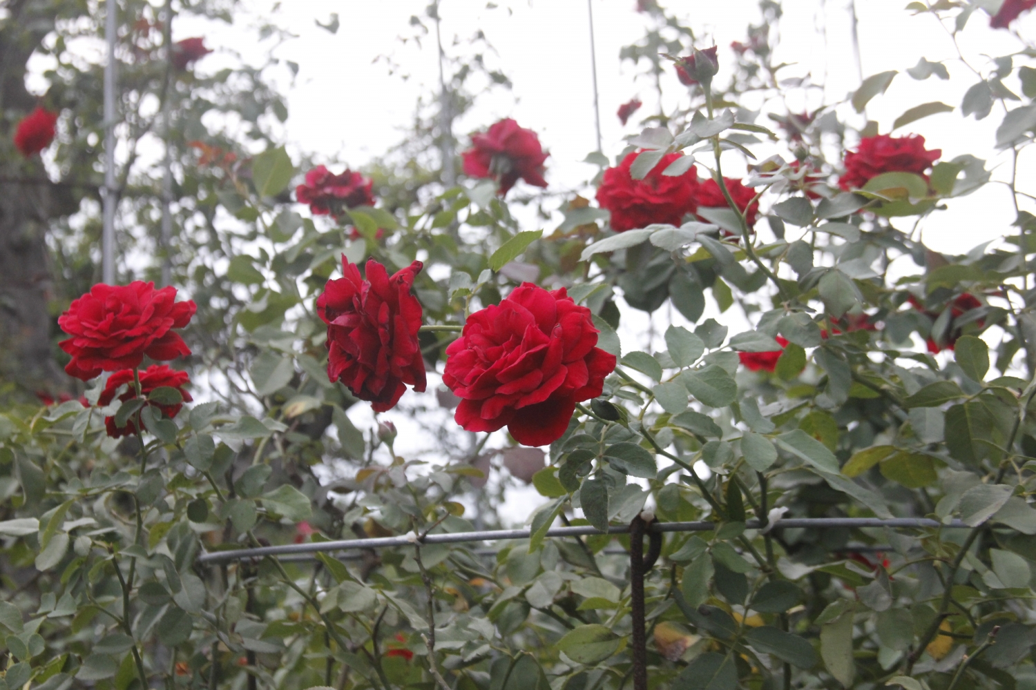 Hoa hồng cổ vào đất phương Nam