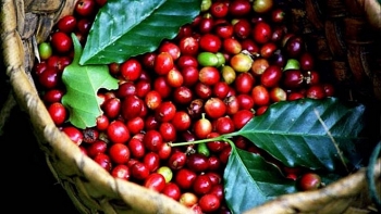 Honduras: Sản lượng cà phê niên vụ 2019/20 ước tính giảm 89,340 bao do bão Eta