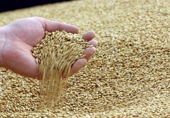 Ukraine: Giá lúa mỳ xuất khẩu tại biển Đen giảm trong khi giá ngô tăng nhẹ