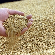 Ukraine: Giá lúa mỳ xuất khẩu tại biển Đen giảm trong khi giá ngô tăng nhẹ