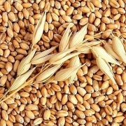 Ukraine: Xuất khẩu lúa mỳ hiện đã đạt 66.5% hạn ngạch đề ra cho niên vụ 2020/2021
