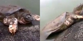 [VIDEO] Cụ rùa hồ Gươm bất ngờ bò lên bờ