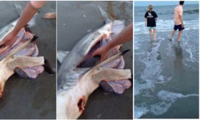 [VIDEO] Giải cứu 3 chú cá mập con trong xác cá mập mẹ