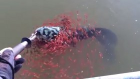 [VIDEO] Xúc động cá mẹ mắc câu, cả ngàn cá con lao vào cứu