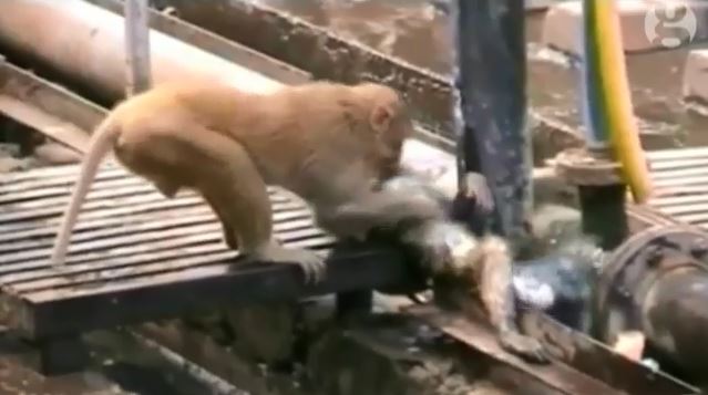 Chú khỉ thông minh đã cứu sống người bạn của mình